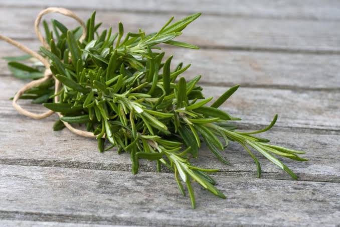 The Health Benefits of Rosemary Herb