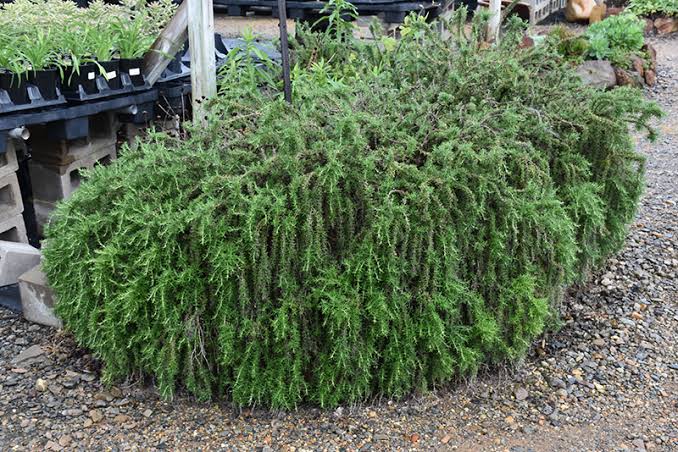 The Health Benefits of Rosemary Herb
