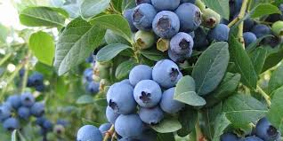  Currants Berries
