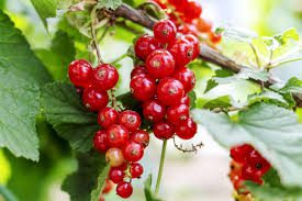 Currants Berries: Economic Importance, Uses and By-Products
