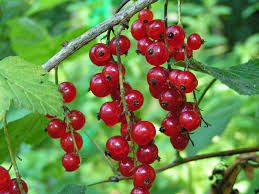 Currant Twigs