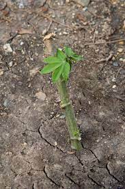 Cassava Stems