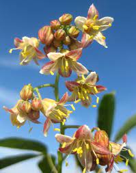 Cassava Flowers: