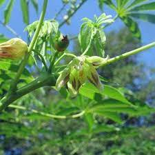 Cassava Sepals