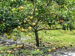 Grapefruit Pedicel: Economic Importance, Uses And By-Products Grapefruit Pedicel