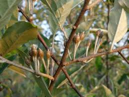 Olive Buds