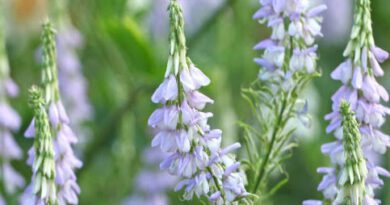 20 Medicinal Health Benefits of Galega Officinalis (Goat's Rue)