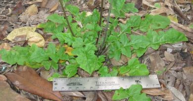 22 Medicinal Health Benefits Of Japanese Hawkweed (Hieracium japonicum)