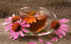 The Health Benefits of Drinking Echinacea Tea