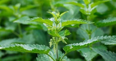15 Medicinal Health Benefits Of Common Nettle (Urtica dioica)