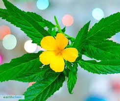 Growing Guide And Benefits Of Damiana Plant