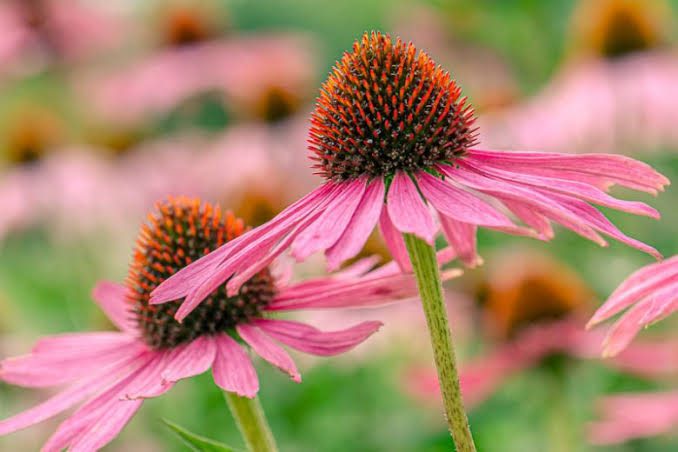 The Health Benefits of Drinking Echinacea Tea