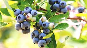 15 Medicinal Health Benefits Of Blueberries (Vaccinium corymbosum)