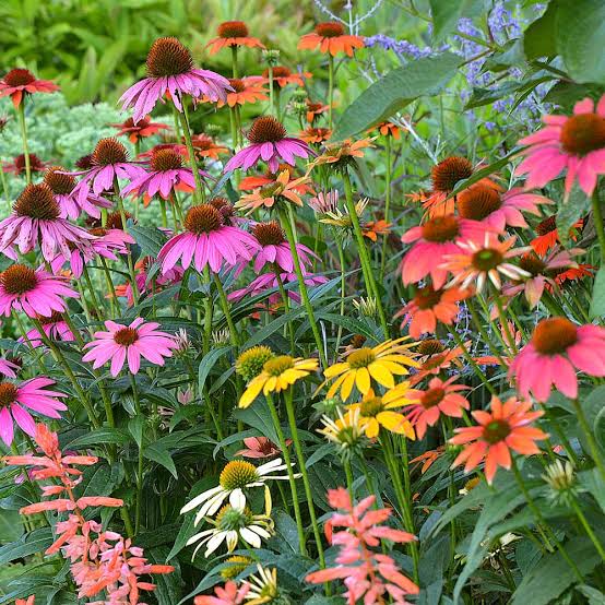 The Health Benefits of Drinking Echinacea Tea