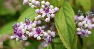 23 Medicinal Health Benefits Of Dichroa febrifuga (Blue Evergreen Hydrangea)