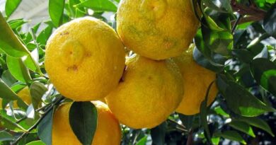 23 Medicinal Health Benefits of Citrus latipes (Khasi Papeda)