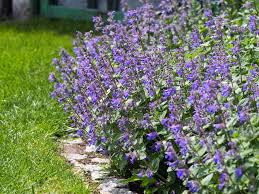 All You Need To Know About Catmint Plant