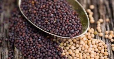 Growing Guide and Health Benefits of Mustard Seeds