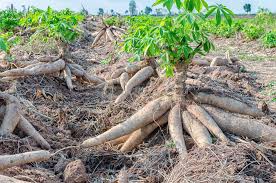Cassava Tuberous Roots