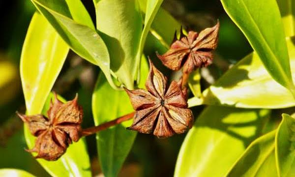 Growing Guide and Health Benefits of Star Anise