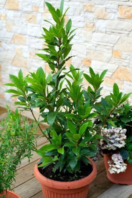 Growing Guide and Health Benefits of Bay Leaves