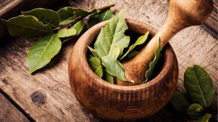 Growing Guide and Health Benefits of Bay Leaves