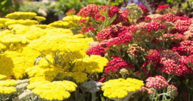 Growing Guide and Health Benefits of Yarrow Plants