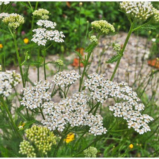 Growing Guide and Health Benefits of Yarrow Plants - Agric4Profits