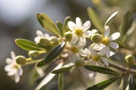 Olive Flowers