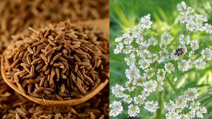 Growing Guide and Health Benefits of Cumin Spice Growing Guide and Health Benefits of Cumin