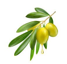 Olive Oil Glands