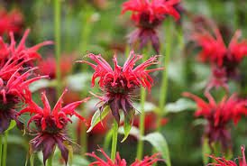 Growing Guide and Health Benefits of Bee Balm Plant