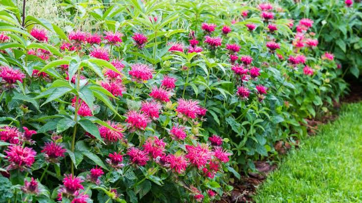 Growing Guide and Health Benefits of Bee Balm Plant Growing Guide and Health Benefits of Bee Balm Plant