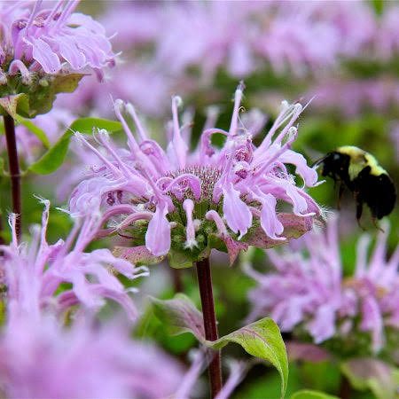Growing Guide and Health Benefits of Bee Balm Plant Growing Guide and Health Benefits of Bee Balm Plant