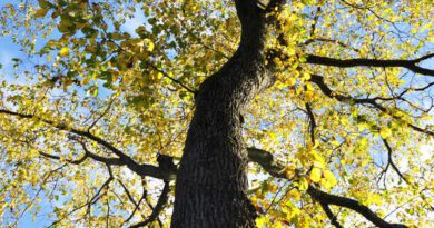 Growing Guide and Health Benefits of Slippery Elm Tree