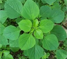 25 Medicinal Health Benefits Of Acalypha indica (Indian Copperleaf)