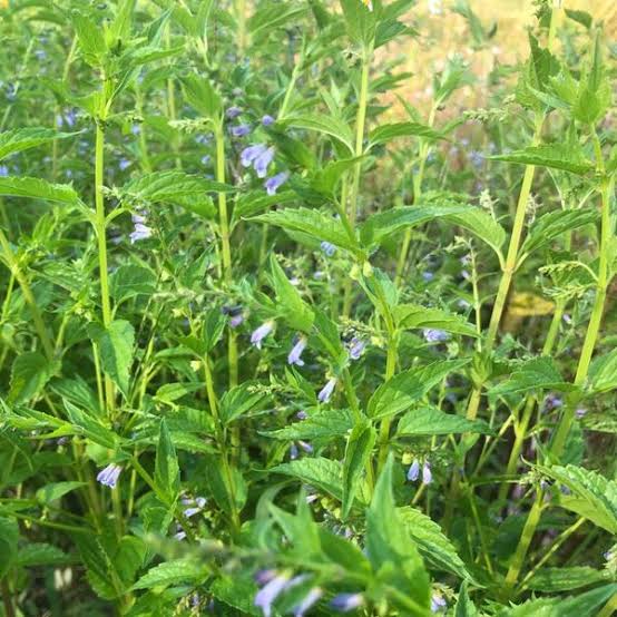 Growing Guide and Health Benefits of Skullcap Herb