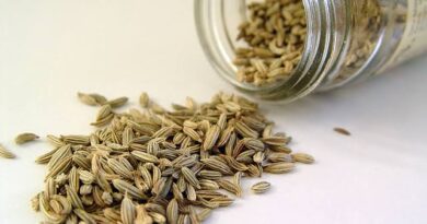 Growing Guide and Health Benefits of Fennel Seeds
