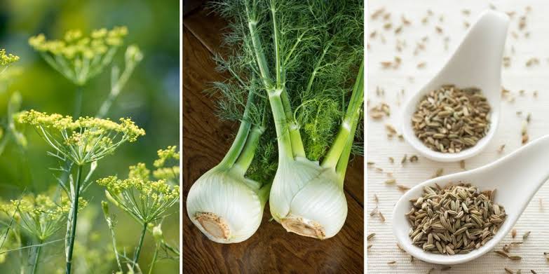 Growing Guide and Health Benefits of Fennel Seeds Growing Guide and Health Benefits of Fennel Seeds