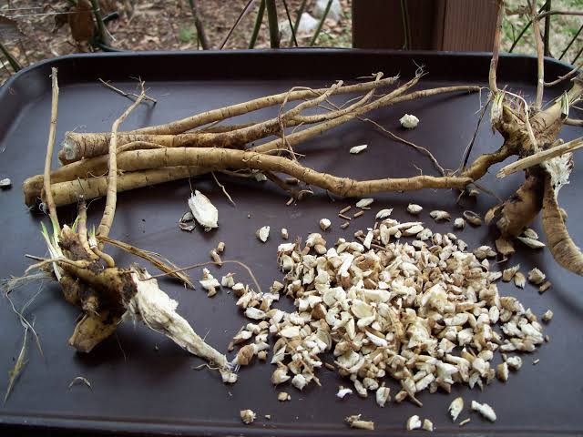 14 Health Benefits of Using Marshmallow Root