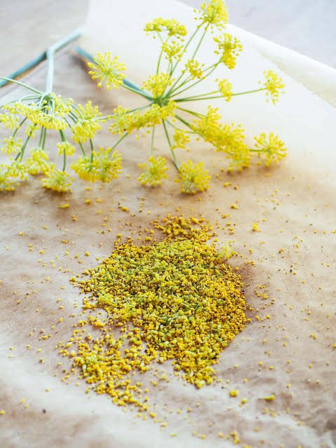 Growing Guide and Health Benefits of Fennel Seeds Growing Guide and Health Benefits of Fennel Seeds