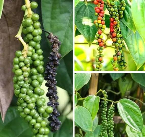 The Health Benefits of Using Green Peppercorn on your Cooking The Health Benefits of Using Green Peppercorn on your Cooking