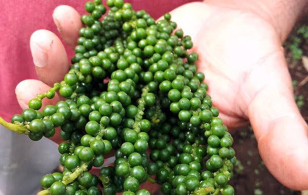 The Health Benefits of Using Green Peppercorn on your Cooking The Health Benefits of Using Green Peppercorn on your Cooking