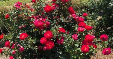 17 Medicinal Health Benefits Of Cinnamon Rose (Rosa cinnamomea)