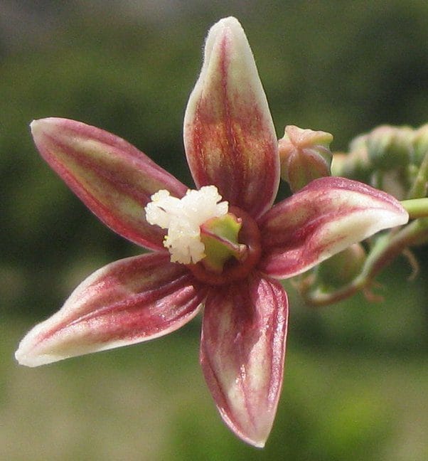 Cassava Pistil