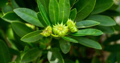 How to Grow Anise and Its Benefits