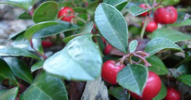 19 Medicinal Health Benefits Of Gaultheria procumbens (Eastern Teaberry)