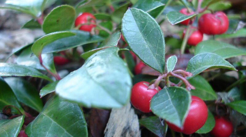 19 Medicinal Health Benefits Of Gaultheria procumbens (Eastern Teaberry)