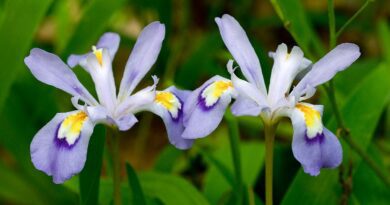 18 Medicinal Health Benefits Of Iris cristata (Dwarf Crested Iris)
