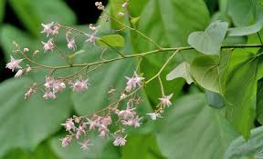 Health Benefits Of Kleinhovia (